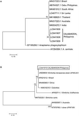 Molecular Prevalence of Anaplasma marginale and Ehrlichia in Domestic Large Ruminants and Rhipicephalus (Boophilus) microplus Ticks From Southern Luzon, Philippines